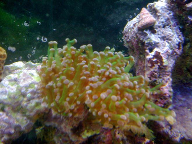 corals inverts - euphyllia paradivisa - frogspawn coral stocking in 120 gallons tank - frogspawn 2 heads and currently splitting into 4