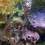 corals inverts - euphyllia paradivisa - frogspawn coral stocking in 120 gallons tank - flower anemone about 3 in