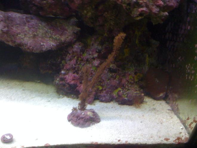 corals inverts - muricea laxa - silver muricea gorgonian stocking in 120 gallons tank - gorgian about 7 in tall