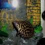 freshwater fish - ctenopoma acutirostre - leopard ctenopoma stocking in 46 gallons tank - This is my leopard ctenopoma hanging out by her castle which she shares with her friend the striped raphael catfish.