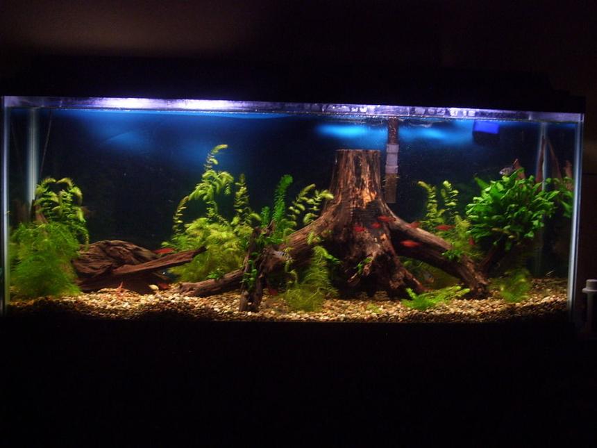 Rated #49: 55 Gallons Planted Tank - My 55 gallon tank