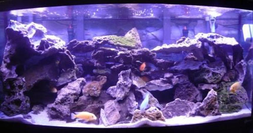 Rated #35: 72 Gallons Freshwater Fish Tank - Filtration: 2x Emperor 400, 2x Fluval 404 
Heater: 2x 250W Marineland Stealth 
Substrate: 50 lbs pool filter sand 
Rocks: 100+ lbs lace rock 
Feeding: New Life Spectrum 1mm 

2 Metriaclima estherae (O) 
1 Metriaclima lombardoi 
2 Ancistrus sp. (1 male, 1 female) 
2 Metriaclima estherae (Red) 
2 Cyphotilapia frontosa 
3 Labidochromis caeruleus