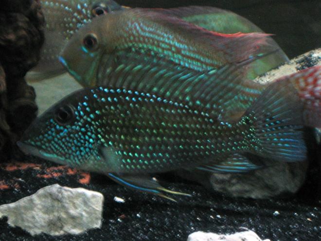 freshwater fish - satanoperca jurupari - eartheater stocking in 75 gallons tank - Eartheater about a year old and so; satanoperca sp.guyana