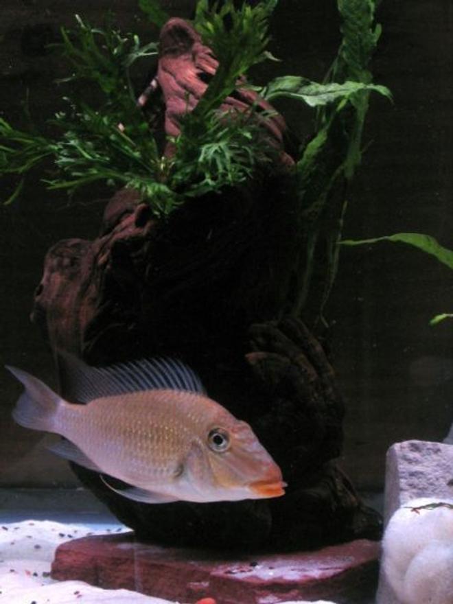 freshwater fish - satanoperca sp. stocking in 75 gallons tank - She's almost 2 yrs old, a mom to lotsa babies and still maintain good shape; satanoperca sp.redlip