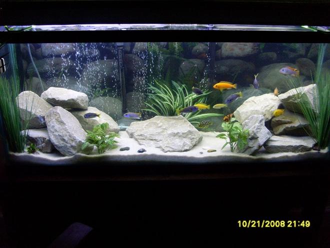 55 gallons freshwater fish tank (mostly fish and non-living decorations) - Updated. 55 Gal. Lake Malawi Cichlids. White Filtration Sand, Drainage Rocks & Fake Plants from Michaels.