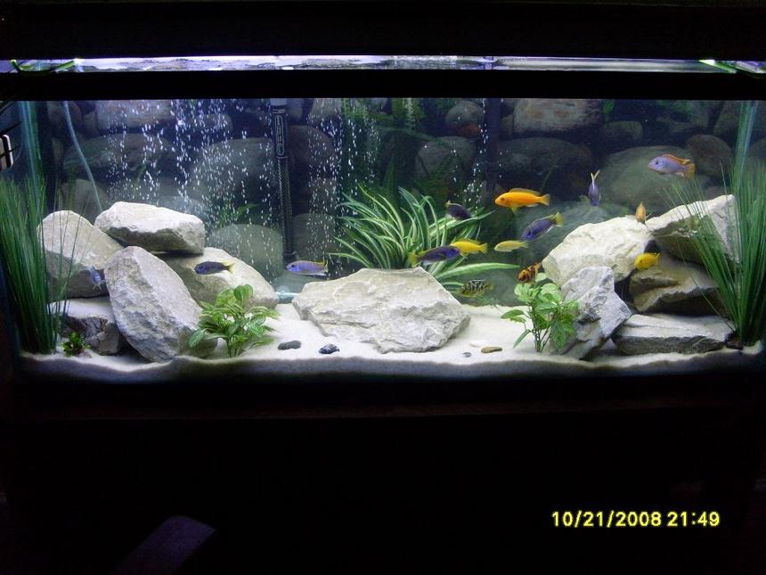 Rated #17: 55 Gallons Freshwater Fish Tank - Updated. 55 Gal. Lake Malawi Cichlids. White Filtration Sand, Drainage Rocks & Fake Plants from Michaels.