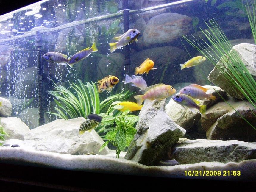 Rated #553: Freshwater Fish - Pseudotropheus Acei - Acei Cichlid Stocking In 55 Gallons Tank - Colors!