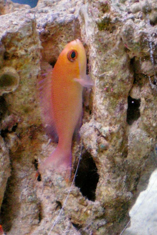saltwater fish - pseudanthias bimaculatus - bimaculatus anthias stocking in 75 gallons tank - Pink Anthias hanging out on some live rock