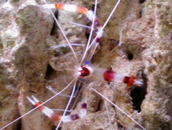 corals inverts - stenopus hispidus - banded coral shrimp stocking in 75 gallons tank - Coral Banded Shrimp hanging on some live rock
