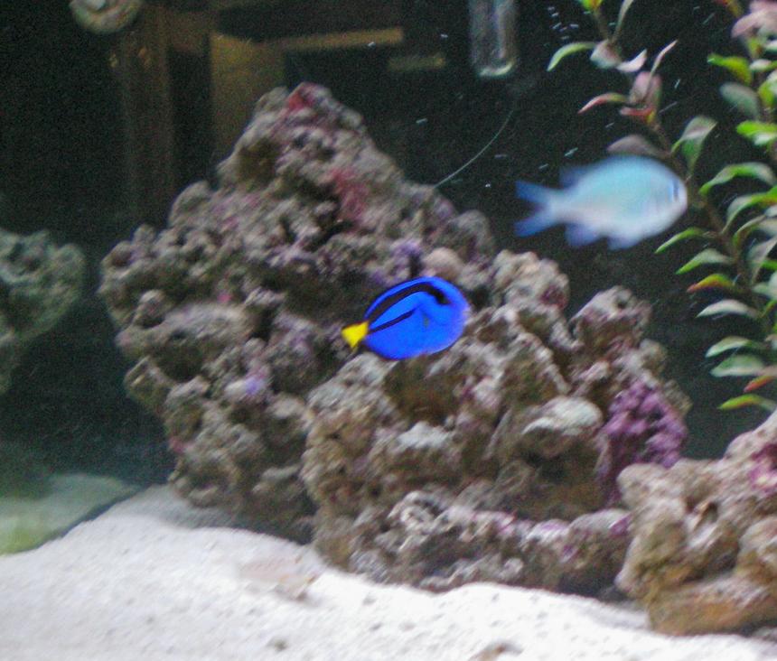 Rated #85: Saltwater Fish - Paracanthurus Hepatus - Blue Tang Stocking In 75 Gallons Tank - Brilliant Baby Blue Tang