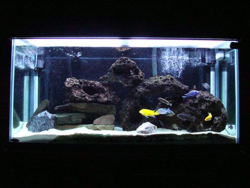 Rated #102: 90 Gallons Freshwater Fish Tank - my tank