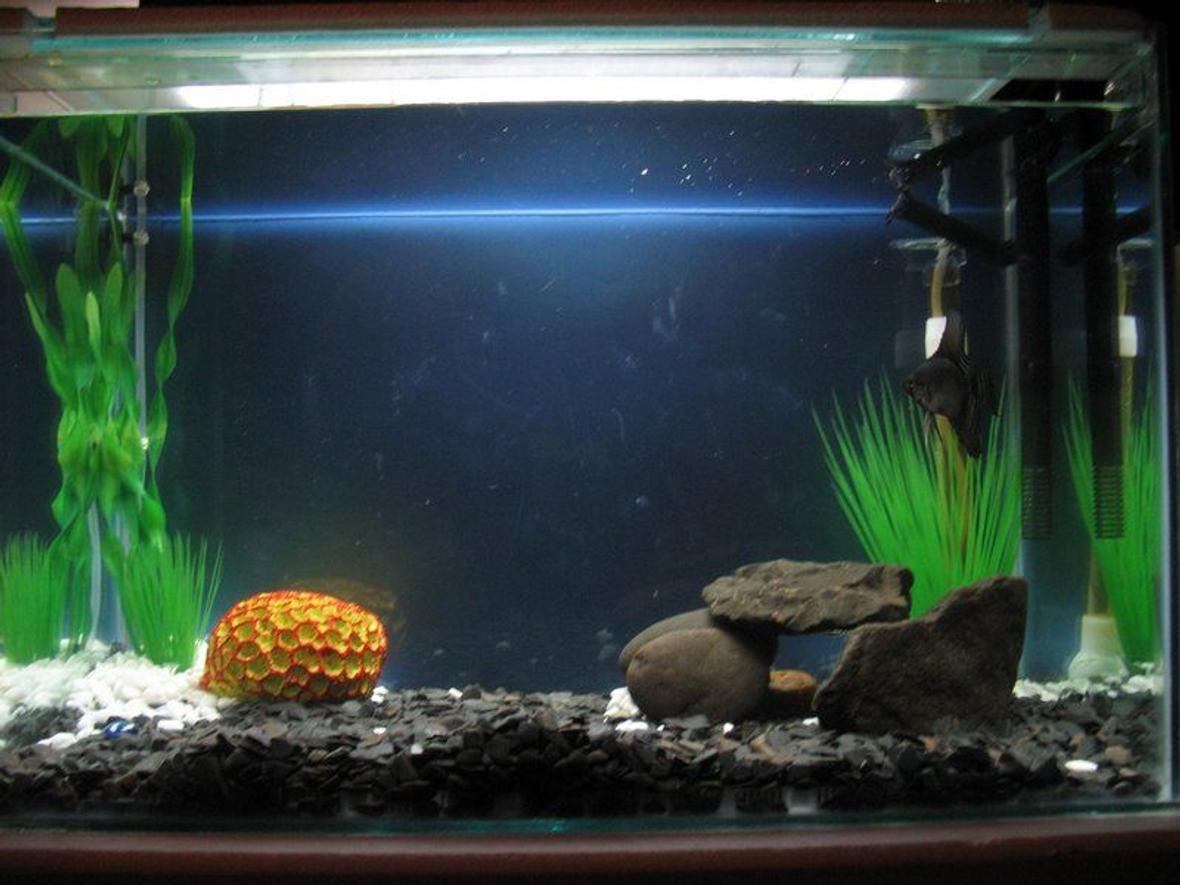 38 gallons reef tank (mostly live coral and fish) - My second Community Tank