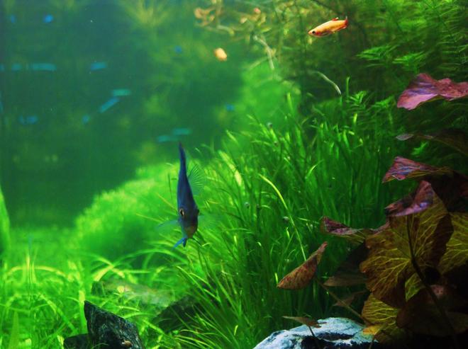 80 gallons planted tank (mostly live plants and fish) - side view