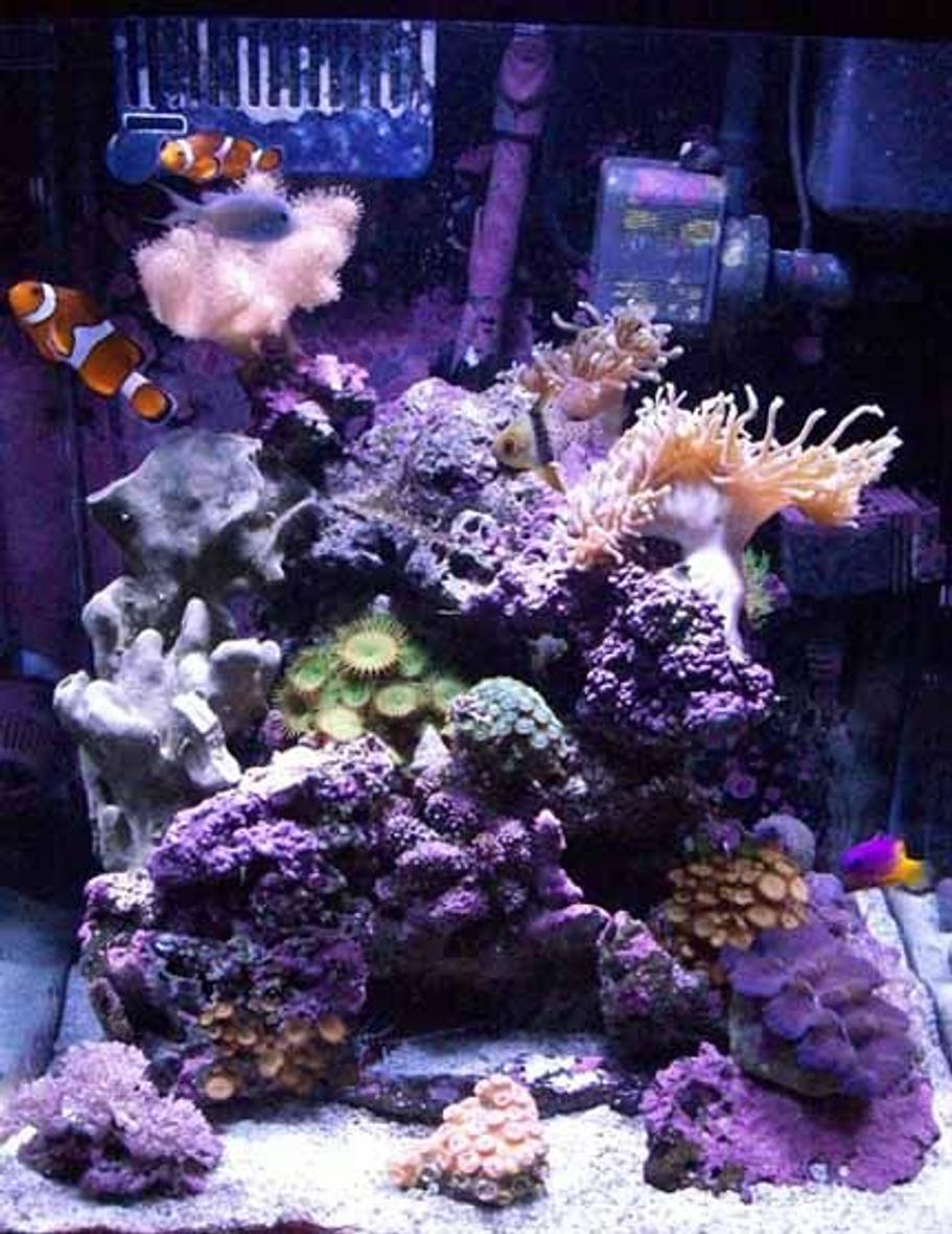 39 gallons reef tank (mostly live coral and fish) - My First reef tank. Had FO years back.