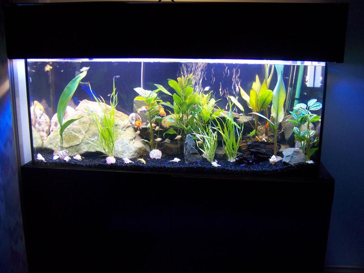 15 gallons freshwater fish tank (mostly fish and non-living decorations) - still working on it
