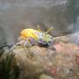 corals inverts - uca pugnax - fiddler crab stocking in 50 gallons tank - crabby..!!