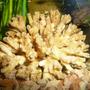 corals inverts - sinularia sp. - finger leather coral stocking in 50 gallons tank - coral