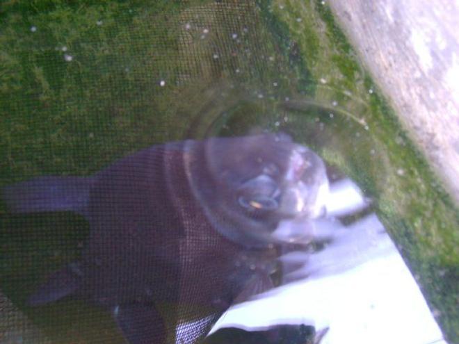 freshwater fish - piaractus brachypomum - pacu stocking in 50 gallons tank - pacu top view... breaking surface...