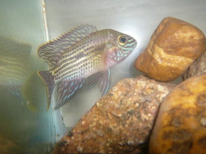 freshwater fish - aequidens pulcher - blue acara stocking in 50 gallons tank - blue acara...