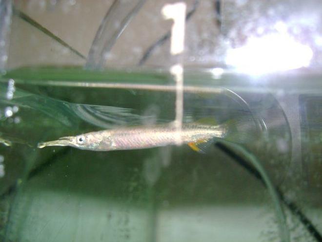 freshwater fish - lepisosteus platyrhincus - florida gar stocking in 50 gallons tank - wrestling halfbeak...!