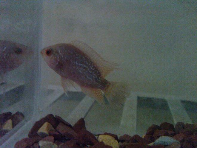 freshwater fish - cichlasoma sp. - flower horn cichlid stocking in 50 gallons tank - cute baby albino flowerhorn