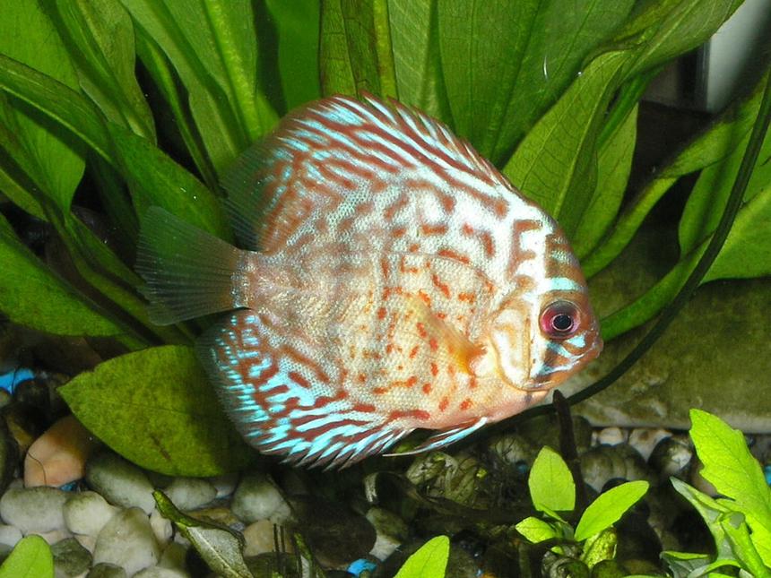 Rated #667: Freshwater Fish - Blue Turquoise Discus Stocking In 55 Gallons Tank - Blue Turquoise Discus cruising by