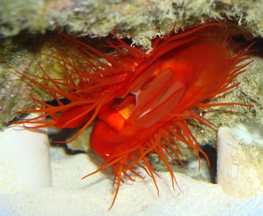 Rated #475: Corals Inverts - Lima Sp. - Electric Flame Scallop Stocking In 55 Gallons Tank - My flame Scallop feeding