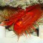 corals inverts - lima sp. - electric flame scallop stocking in 55 gallons tank - My flame Scallop feeding