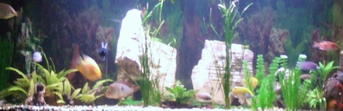 freshwater fish stocking in 6 gallons tank - 6ft 600litre tank