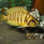freshwater fish - altolamprologus compressicep - gold head compressicep cichlid stocking in 100 gallons tank - Altolamprologus compressiceps