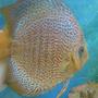freshwater fish - ring leopard discus - Discus male