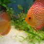 freshwater fish - red white discus - Discus
