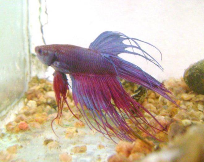 freshwater fish - betta splendens - crown tail betta stocking in 50 gallons tank - betta splendins