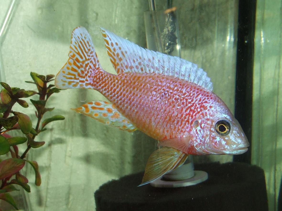 freshwater fish - aulonocara sp. - dragon blood peacock stocking in 125 gallons tank - My dragonblood peacock!