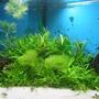 planted tank (mostly live plants and fish) - -
