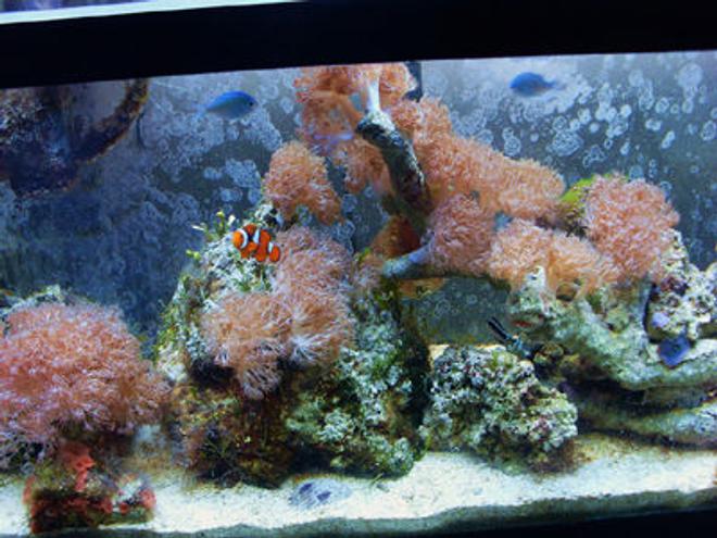 55 gallons reef tank (mostly live coral and fish) - tank shot