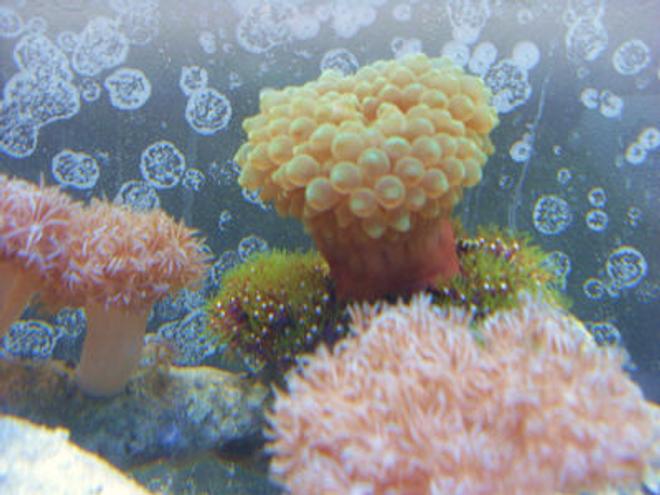 corals inverts - entacmaea quadricolor - bulb anemone stocking in 55 gallons tank - gbta on gsp's