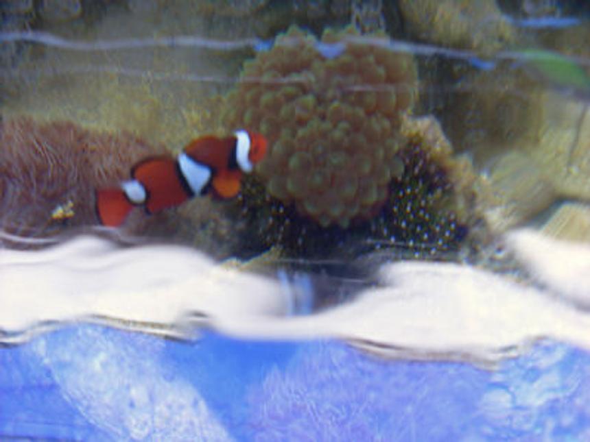 Rated #87: Saltwater Fish - Amphiprion Ocellaris - Ocellaris Clownfish Stocking In 55 Gallons Tank - above shot