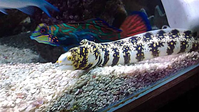 saltwater fish - echidna nebulosa - snowflake eel stocking in 185 gallons tank - My new addition