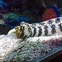 saltwater fish - echidna nebulosa - snowflake eel stocking in 185 gallons tank - My new addition