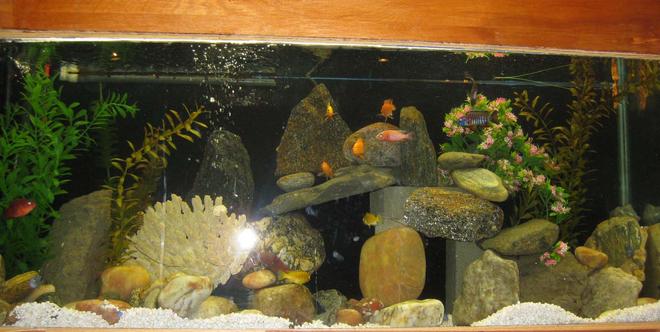 55 gallons freshwater fish tank (mostly fish and non-living decorations) - I'm also learning about the camera's settings.