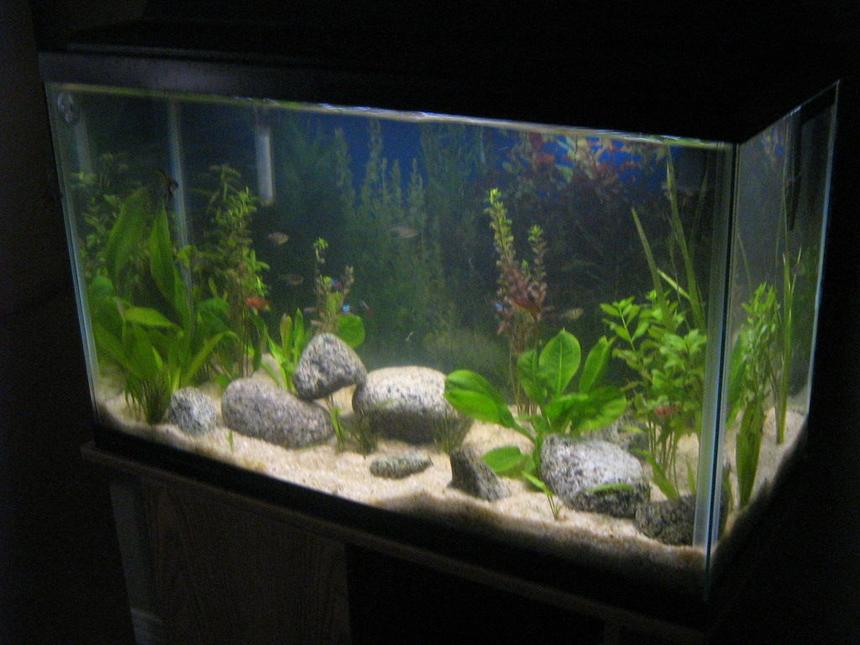 Rated #209: 29 Gallons Planted Tank - ...