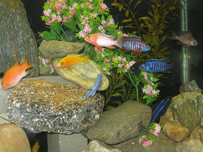 freshwater fish - aulonocara sp. - dragon blood peacock stocking in 55 gallons tank - in the mix