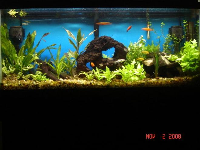 90 gallons planted tank (mostly live plants and fish) - all live plants, 8 weeks a long. still a work in progress. the rock pile has several tunnels and hiding spots, home made drift wood and two antique bottles.