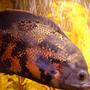 freshwater fish - astronotus ocellatus - tiger oscar stocking in 75 gallons tank - Lucky my Oscar
