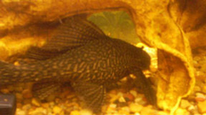 freshwater fish - glyptoperichthys gibbiceps - sailfin pleco (l-83) stocking in 75 gallons tank - My 11" Sailfin Pleco he's a monster