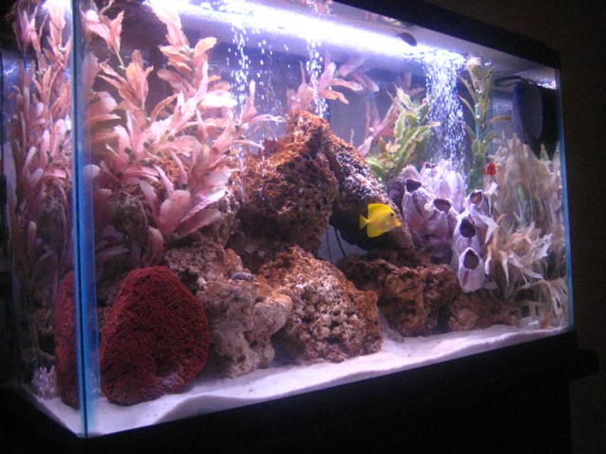 Rated #27: 30 Gallons Saltwater Fish Tank - side view of my saltwater tank