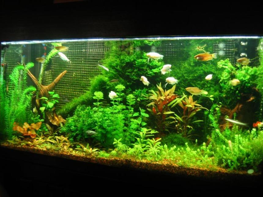 Rated #465: 90 Gallons Planted Tank - Latest picture of my tank as of Nov 2, 2008