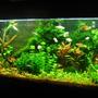 90 gallons planted tank (mostly live plants and fish) - Latest picture of my tank as of Nov 2, 2008