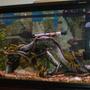 75 gallons freshwater fish tank (mostly fish and non-living decorations) - 55 revamped